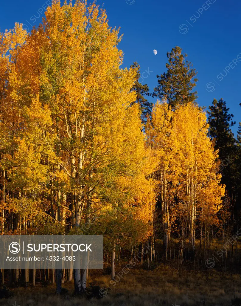 Moon over stand of quaking aspen adjacent to Hay Lake, White Mountains, Apache National Forest, Arizona.