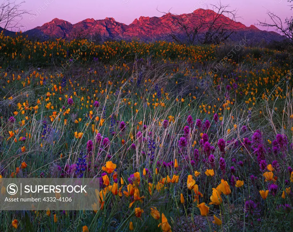 Spring bloom of California Poppy, Eschscholzia californica, and Owl's Clover, Orthocarpus purpurascens, with sunset illuminating Kitt Peak of  the Quinlan Mountains, Tohono O'Odham Reservation, Arizona.