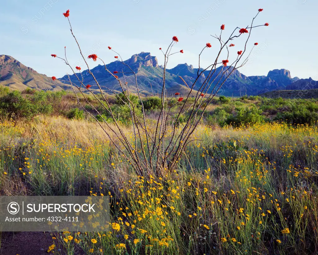 Spring bloom of Ocotillo, Fouquieria splendens, and Paper Flower, Psilostrophe tagetina, with the Chisos Mountains beyond, Big Bend National Park, Texas.