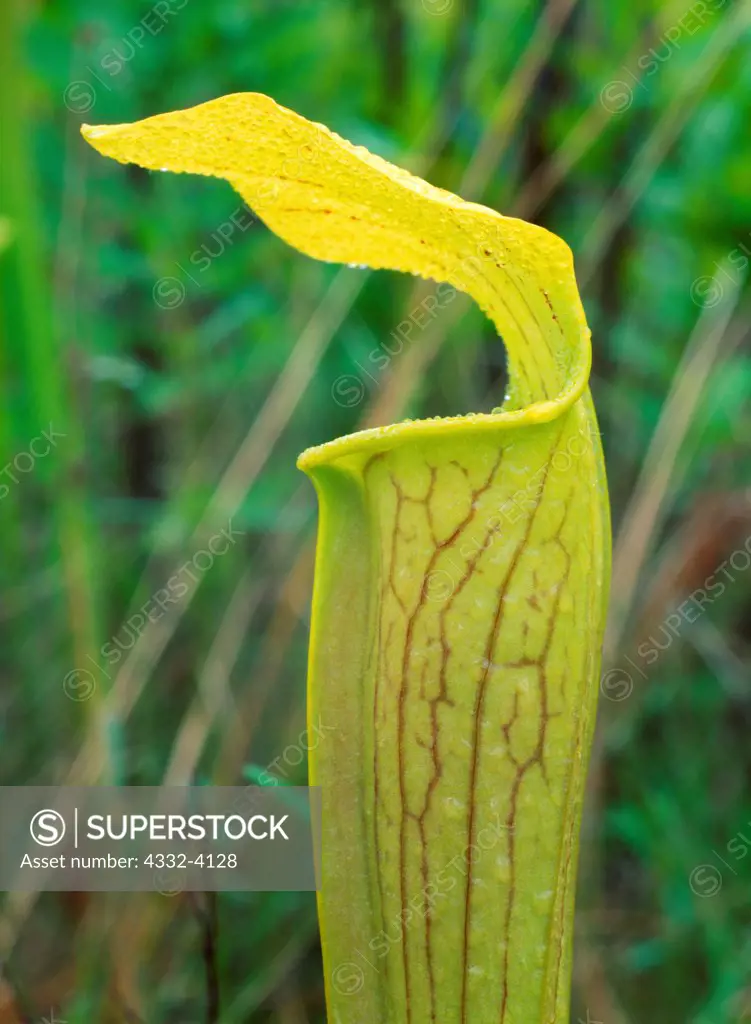 Pitcher Plantt or Yellow Trumpet, Sarracenia alata, carnivorous plant in a wetland savannah, Hickory Creek Unit of Big Thicket National Preserve, Texas.