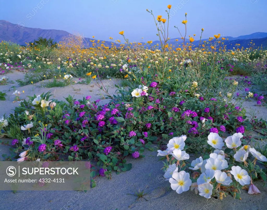 Spring bloom of dune evening primrose, Oenothera deltoides, desert sunflower, Geraea canescens, desert sand verbena, Abronia villosa and browneyed evening primrose, Camissonia claviflormis, flats adjacent to Coyote Mountain surrounded by Anza-Borrego Desert State Park, California.