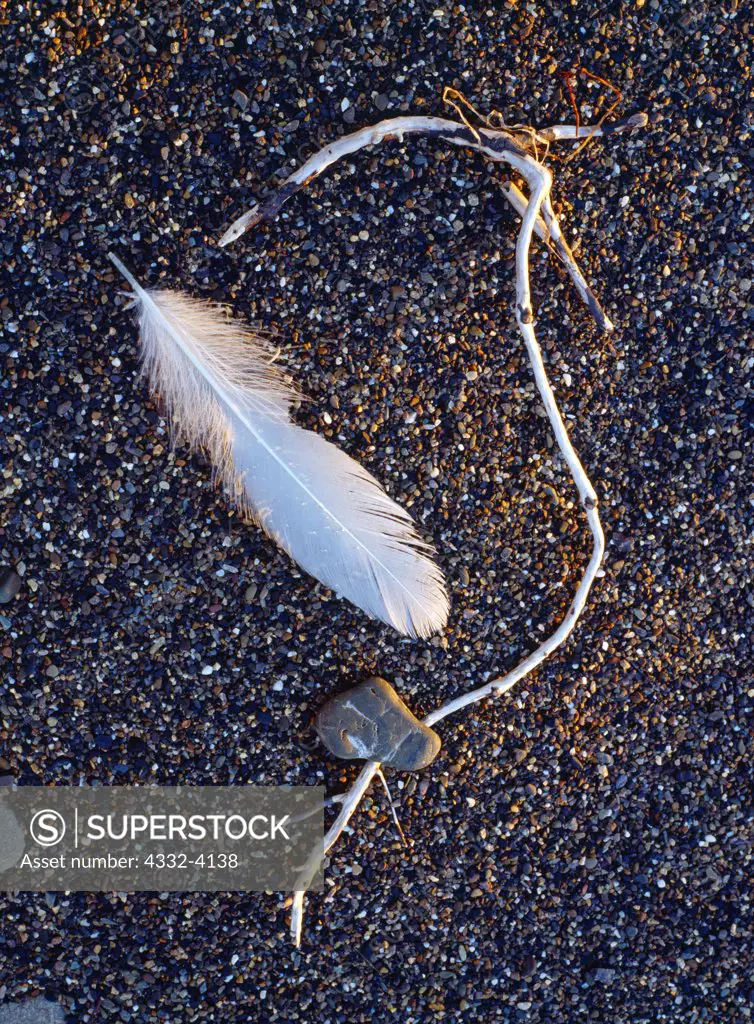 Glaucous Gull feather and stick on the Arctic Ocean shore near the mouth of Agagrak Creek, Cape Krusenstern National Monument, Alaska.