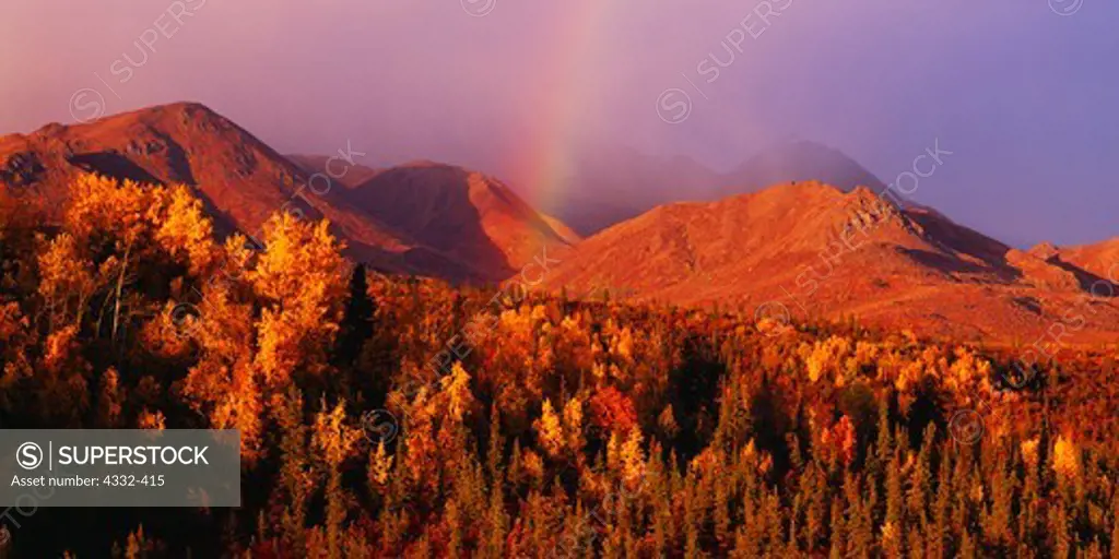 An autumn rainbow graces a boreal forest of Quaking Aspen (Populus tremuloides) and Paper Birch (Betula papyrifera). Mentasta Mountains, Wrangell-St. Elias National Preserve, Alaska.