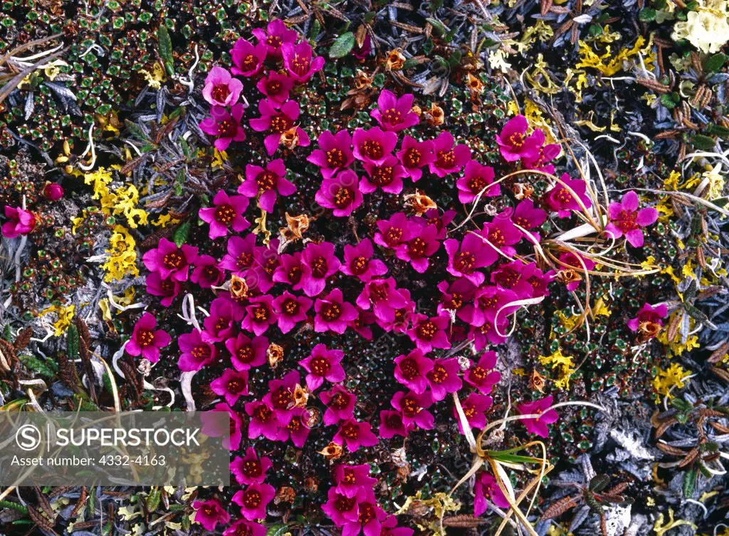 Purple Mountain Saxifrage, Saxifraga oppositifolia, Brooks Range, Gates of the Arctic National Park, Alaska.