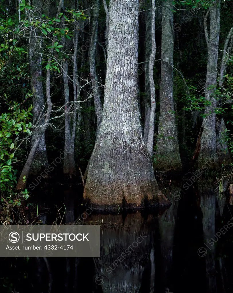 Buttressed trunk of Swamp Tupalo, Nyssa biflora, Middle Fork of the Suwannee River, Okefenokee Swamp, Okefenokee National Wildlife Refuge, Georgia.