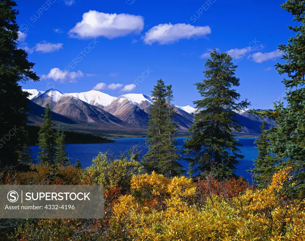 Autumn colors of willows and dwarf birches along the shore of Upper Twin Lake, Lake Clark National Park, Alaska.
