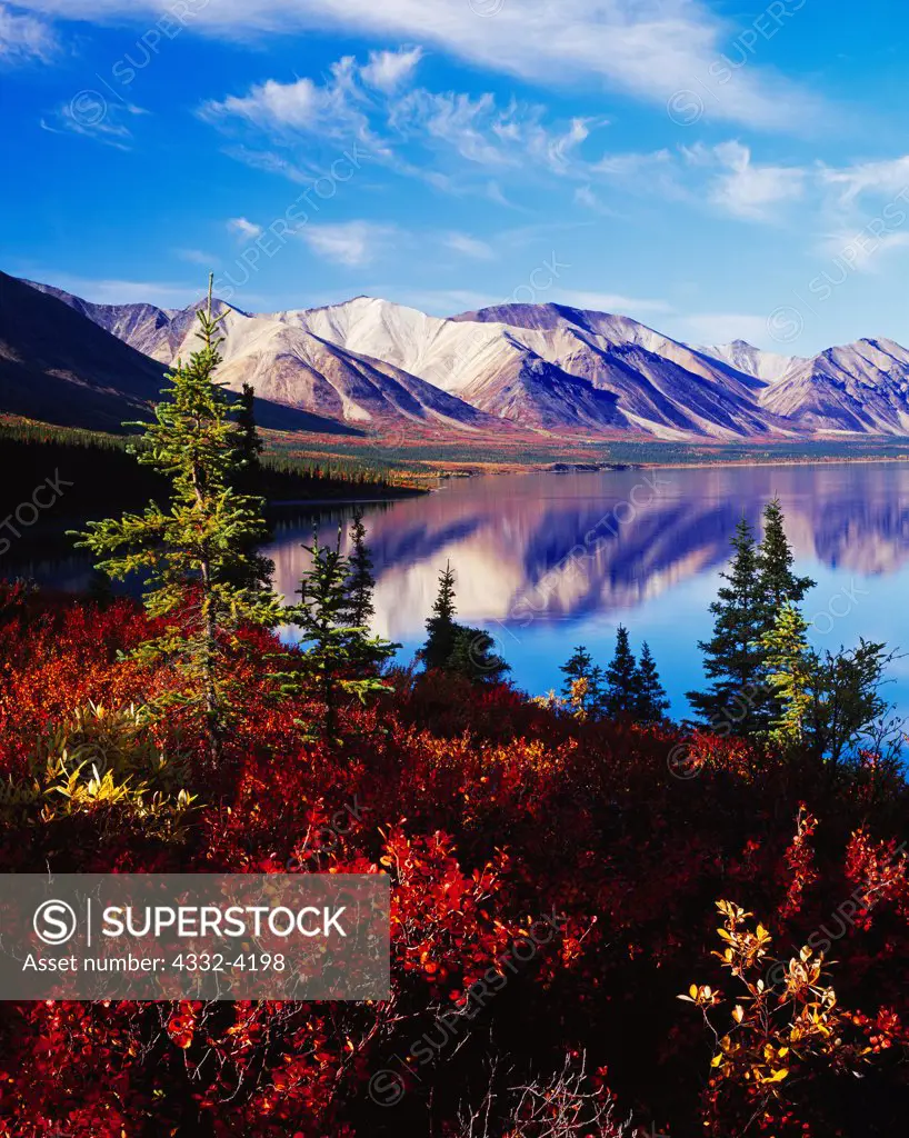 The Volcanic Mountains reflected in Upper Twin Lake with autumn tundra of Dwarf Birch with a few White Spruce, Lake Clark National Park, Alaska.