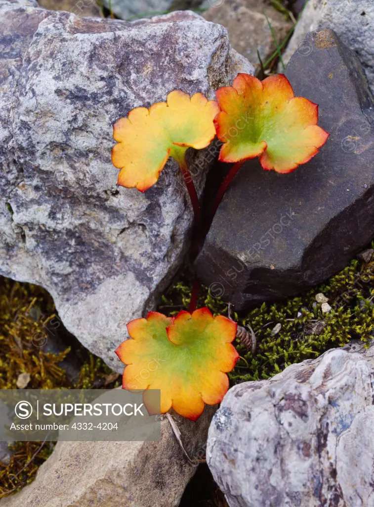 Cordate-leaved saxifrage, Saxifraga punctata, in autumn, rocky stream bed in the Alaska Range, Lake Clark National Park, Alaska.