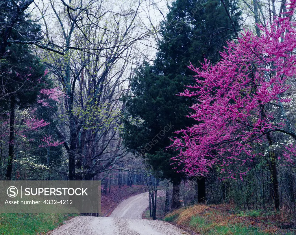 Houchins Ferry Road winding through spring forest with blooming dogwoods and redbuds, Mammoth Cave National Park, Kentucky.