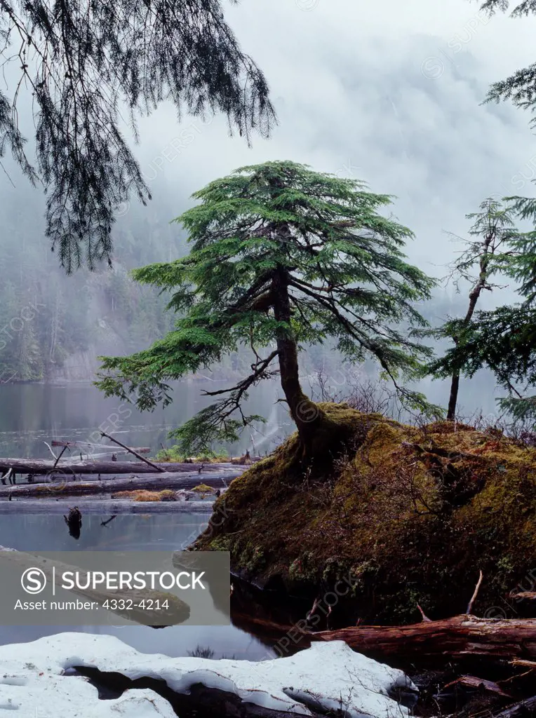 Spring's arrival at Punchbowl Lake, Misty Fiords National Monument, Tongass National Forest, Alaska.