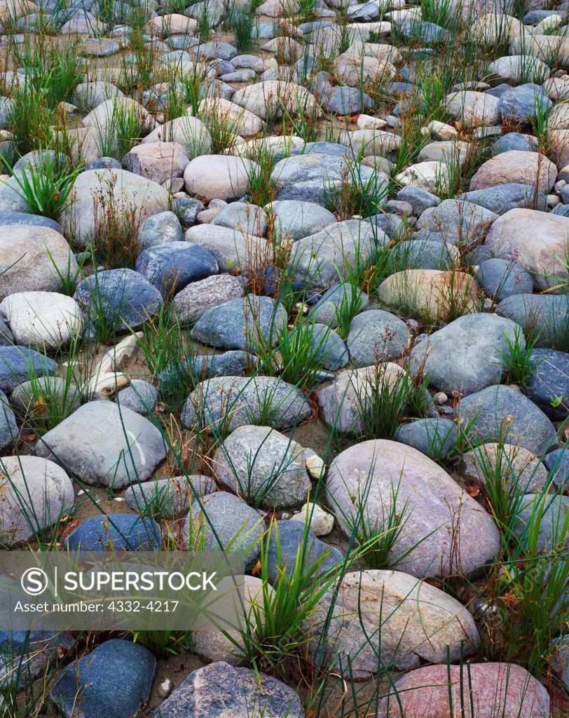 Sedges growing among boulders along the shore of Lake Huron at Negwegon State Park, Michigan.