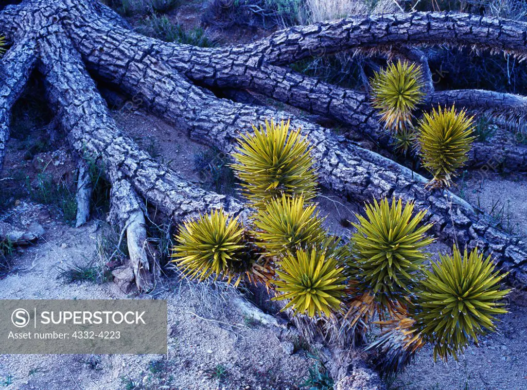 Fallen Joshua Tree, Yucca brevifolia, with new growth, Cima Dome, Mojave National Preserve, California.