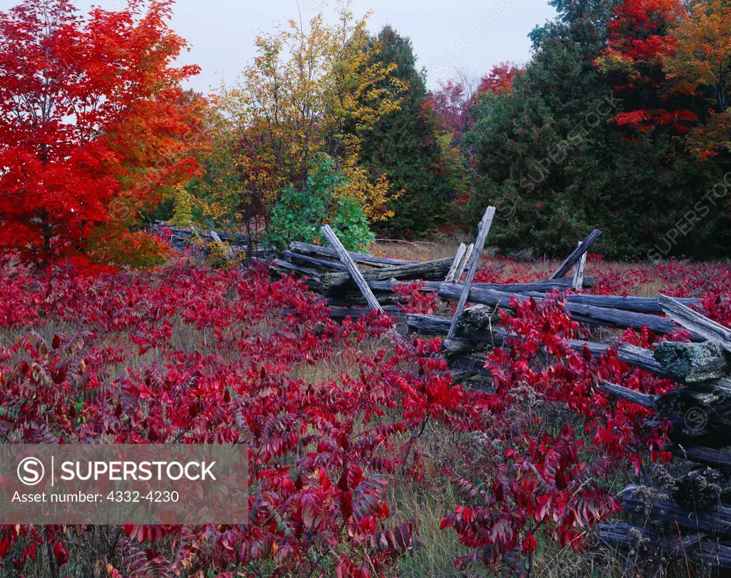 Split-rail fence with autumn colors of red sumac and sugar maple, Manitoulin Island near Lake Manitou, Lake Huron, Ontario, Canada.
