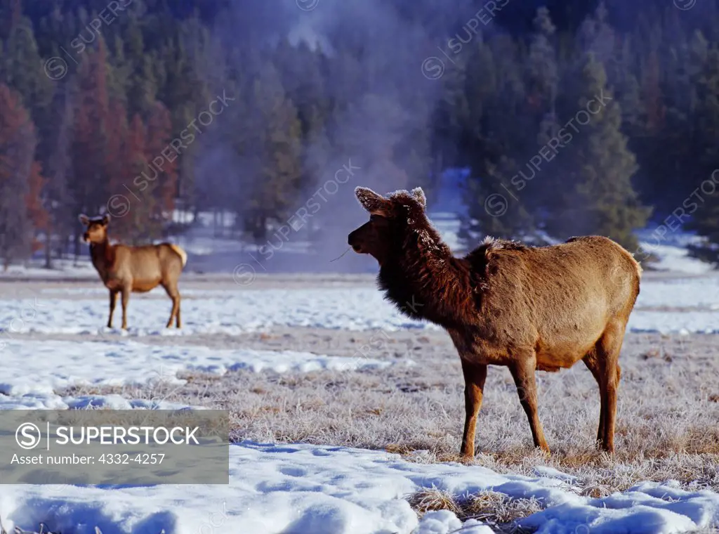 Frosty cow and calf elk, Upper Geyser Basin, Yellowstone National Park, Wyoming.