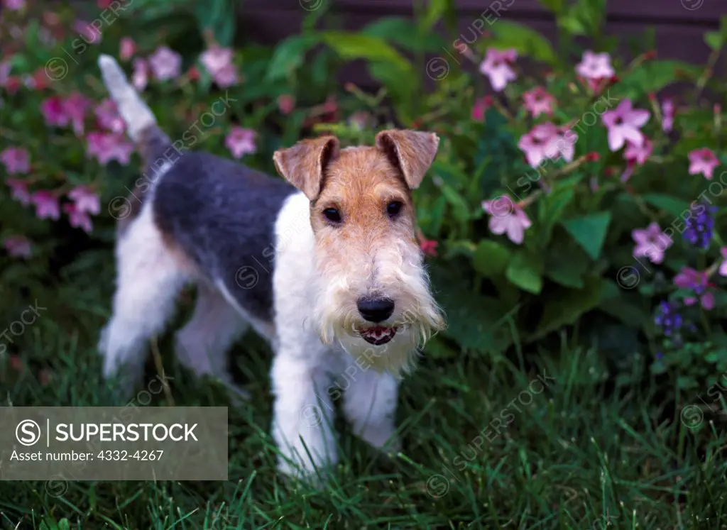 Wire Fox Terrier, AkC, seven-month-old male, 'Skylar', owned by Inez Maupin and photographed in Palmer, Alaska.