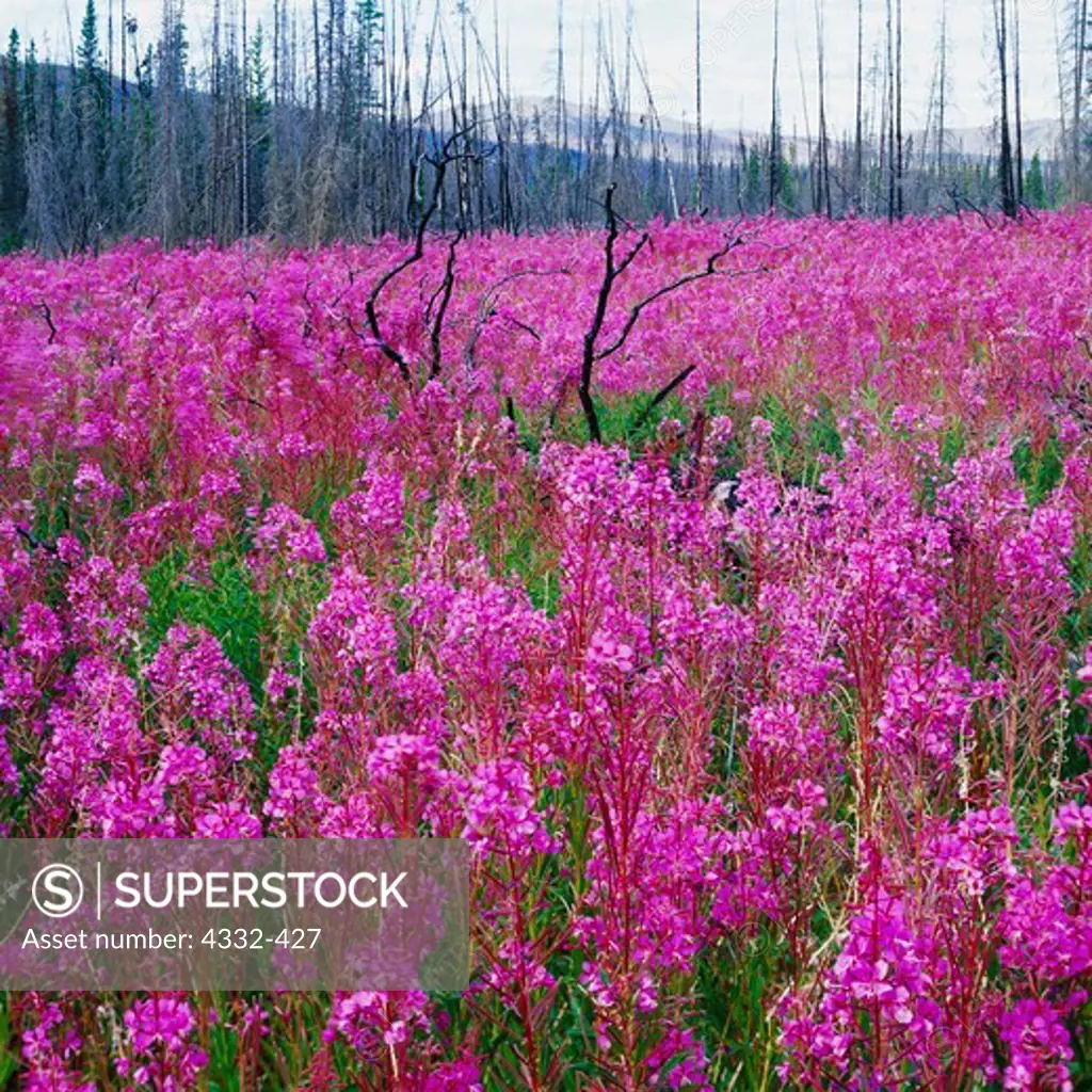 Fireweed (Epilobium angustifolium) blooms in the forest devastated by the Fox Lake Burn of 1998, Yukon Territory, Canada.