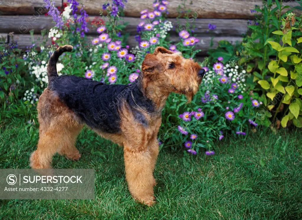 Airedale Terrier, AKC, two-year-old male, 'Archie', owned by Donna Redding and photographed in Palmer, Alaskal.
