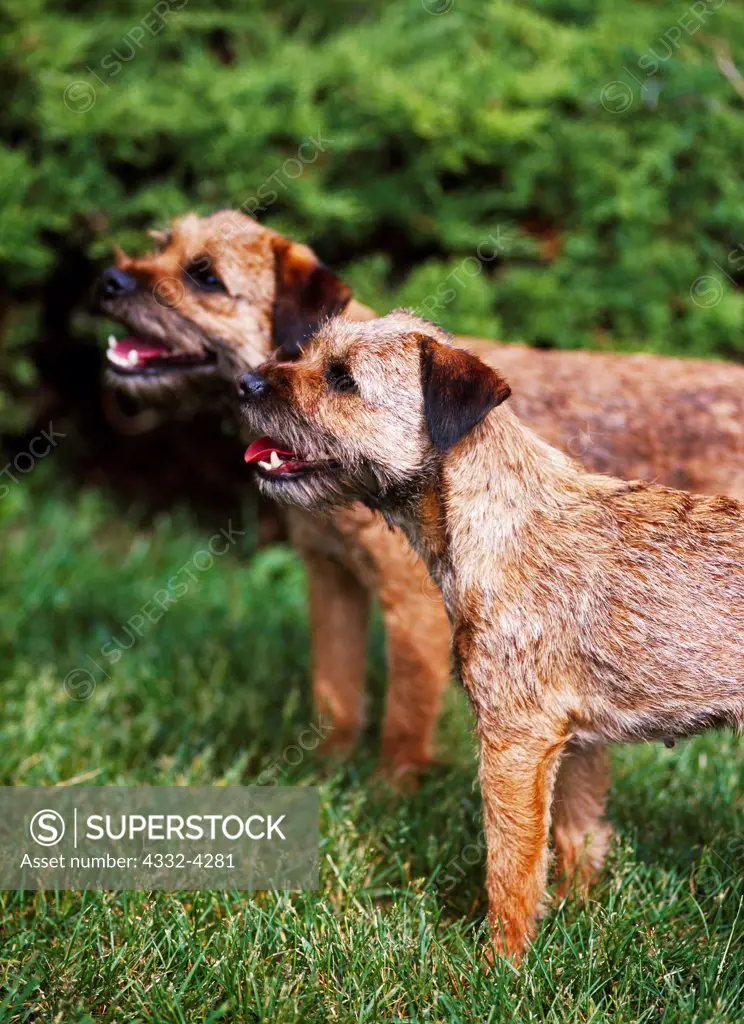 Border Terriers, AKC, 'Mary' and 'Fella' photographed in Kalamazoo, Michigan and co-owned by Cheryl Jozwick and Amy Andrews of West Bloomfield, Michigan.  (PR)
