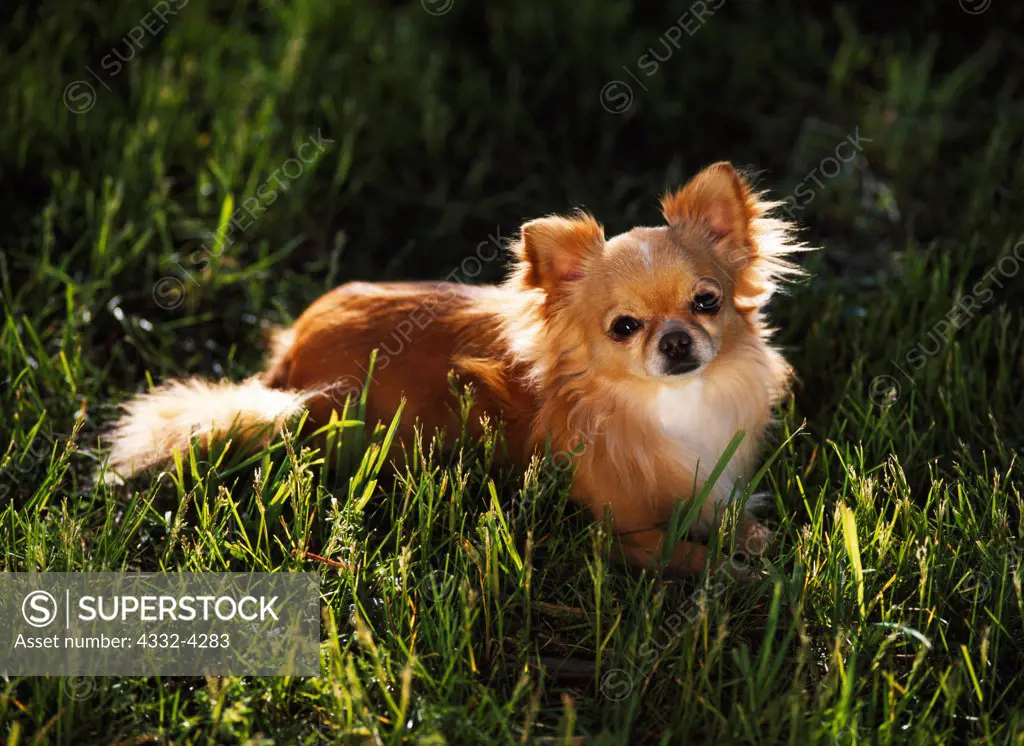 Long-Haired Chihuahua, AKC, 2 1/2-year-old 'Jim Dandy' photographed in Kalamazoo, Michigan and owned by Sylvia Farkas of South Bend, Indiana.  (PR)