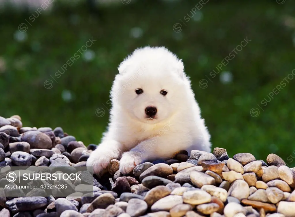 Samoyed, AKC, 6-week-old puppy photographed in Kalamazoo, Michigan and owned by Vicki and Jeff Wille of Michigan City, Indiana.