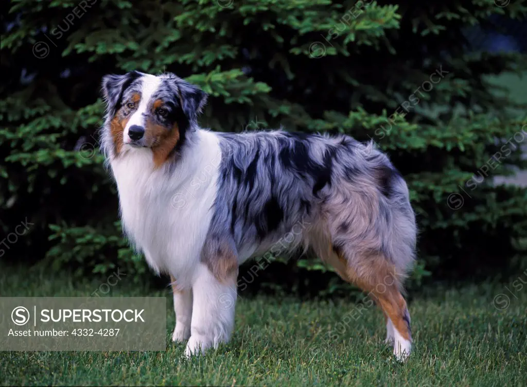 Australian Shepherd, AKC, 1 1/2-year-old 'Quincy'  photographed in Kalamazoo, Michigan and owned by Leslie Cheterbok of Lincoln Park, Michigan.