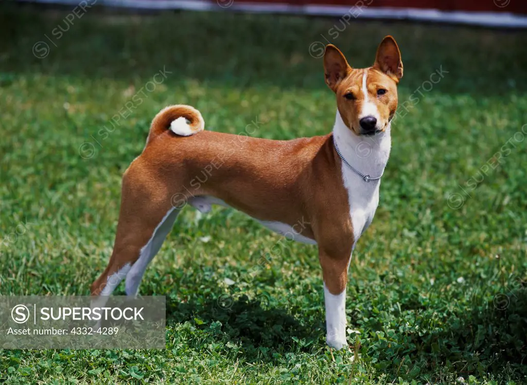 Basenji, AKC, 1 1/2-year-old 'Toby' photographed in Kelamazoo, Michigan and owned by Debra Edmonds of Michigan City, Indiana.  (PR)