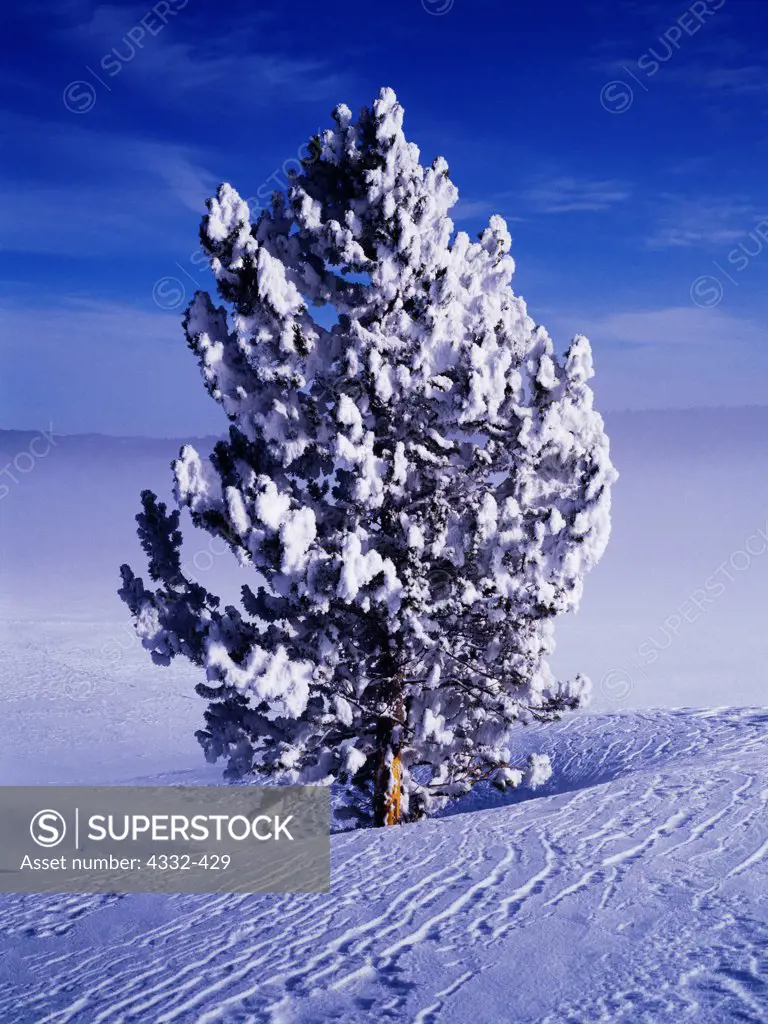 Rime ice coating a Lodgepole pine (Pinus contorta) with drifted snow on a sub-zero winter day in Hayden Valley, Yellowstone National Park, Wyoming.