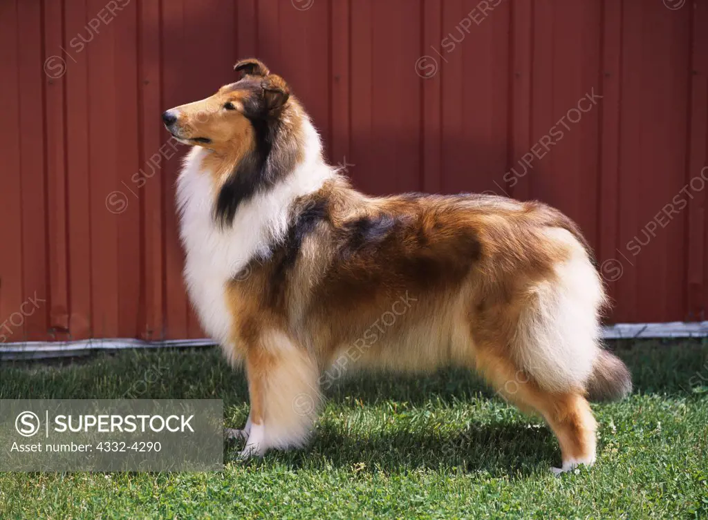 Rough Collie, AKC, 3-year-old 'Gracie' photographed in Kalamazoo, Michigan and owned by Marion Liebsch of Essex, Ontario, Canada.  (PR)