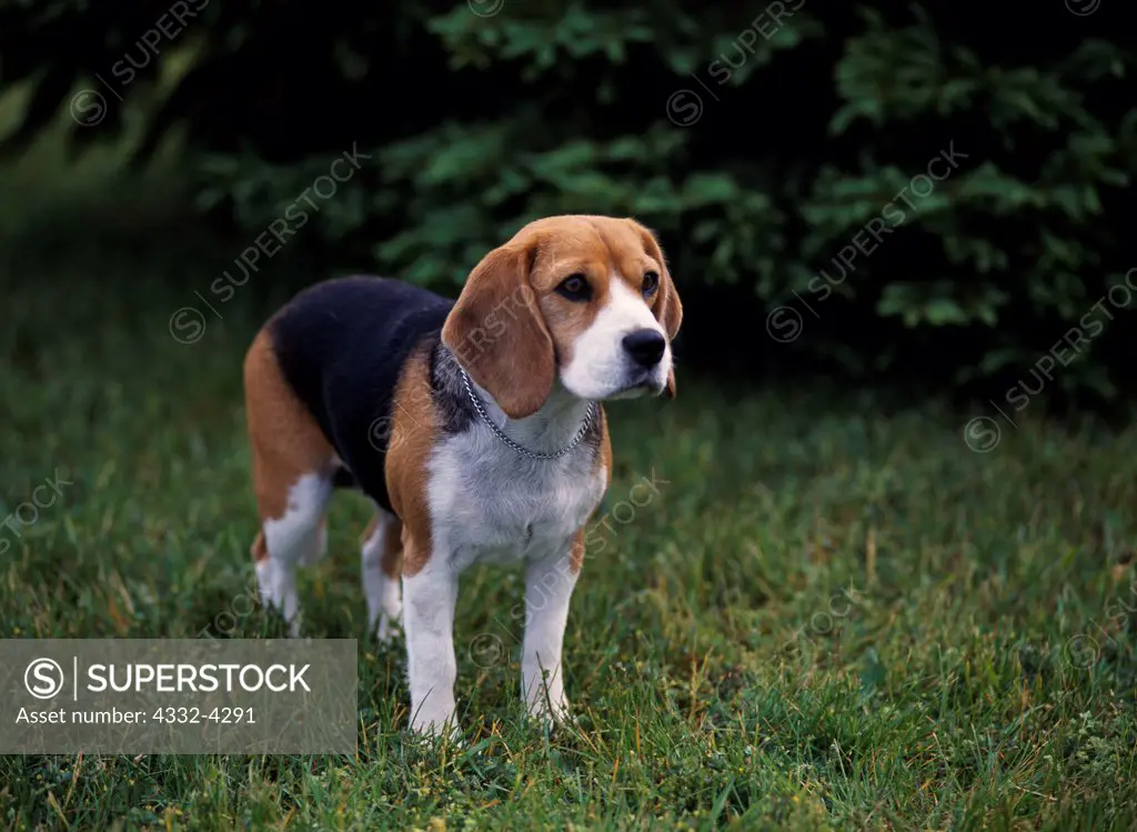 Beagle, AKC, 4-year-old 'Cindy' photographed in Kalamazoo, Michigan and owned by Dotty Ambrose of Tehachapi, California.  (PR)