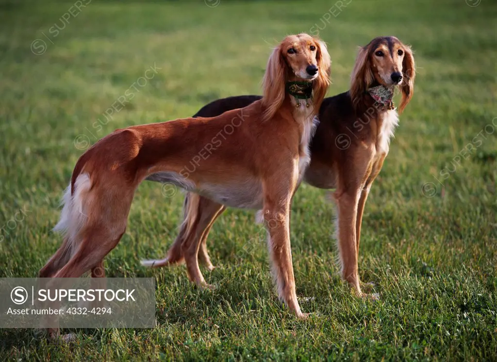 Saluki, AKC, 2 1/2-year-olds 'Tasia' and 'Risque' photographed in Kalamazoo, Michigan and owned by Greg and Shelley Conrad of Freeland, Michigan.  (PR)