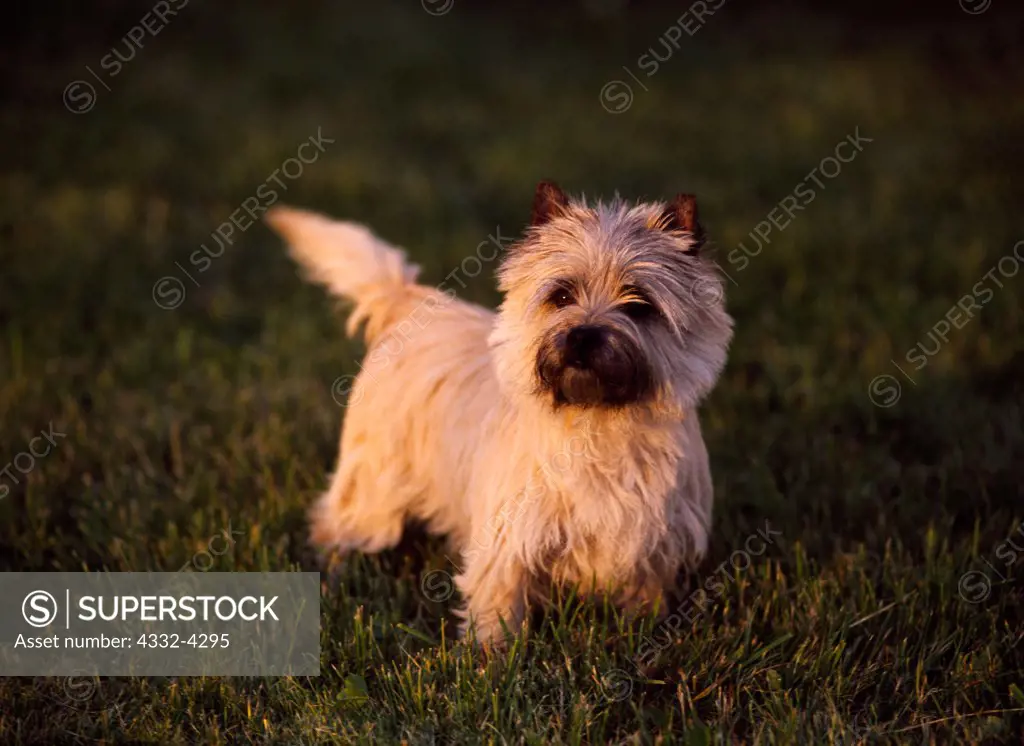 Cairn Terrier, AKC, 2-year-old 'C.C.' photographed in Kalamazoo, Michigan and owned by Susan Tafelski of Dearborn, Michigan.   (PR)