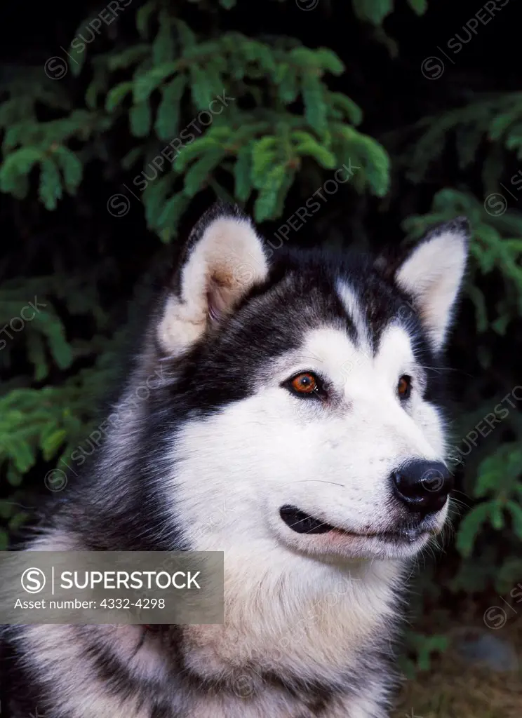 Alaskan Malamute, AKC, 16-month-old 'Eskimo Bandit's Iditarod' photographed in Anchorage, Alaska and owned by Betty A. Britz of Trapper Creek, Alaska.