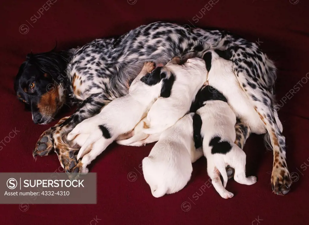 English Setter puppies (seve) AKC, 17-days-old, nursing from their six-year-old mother, 'Iris' photographed at owner Kathleen Shoop's home along the Knik River, Alaska.  (PR)