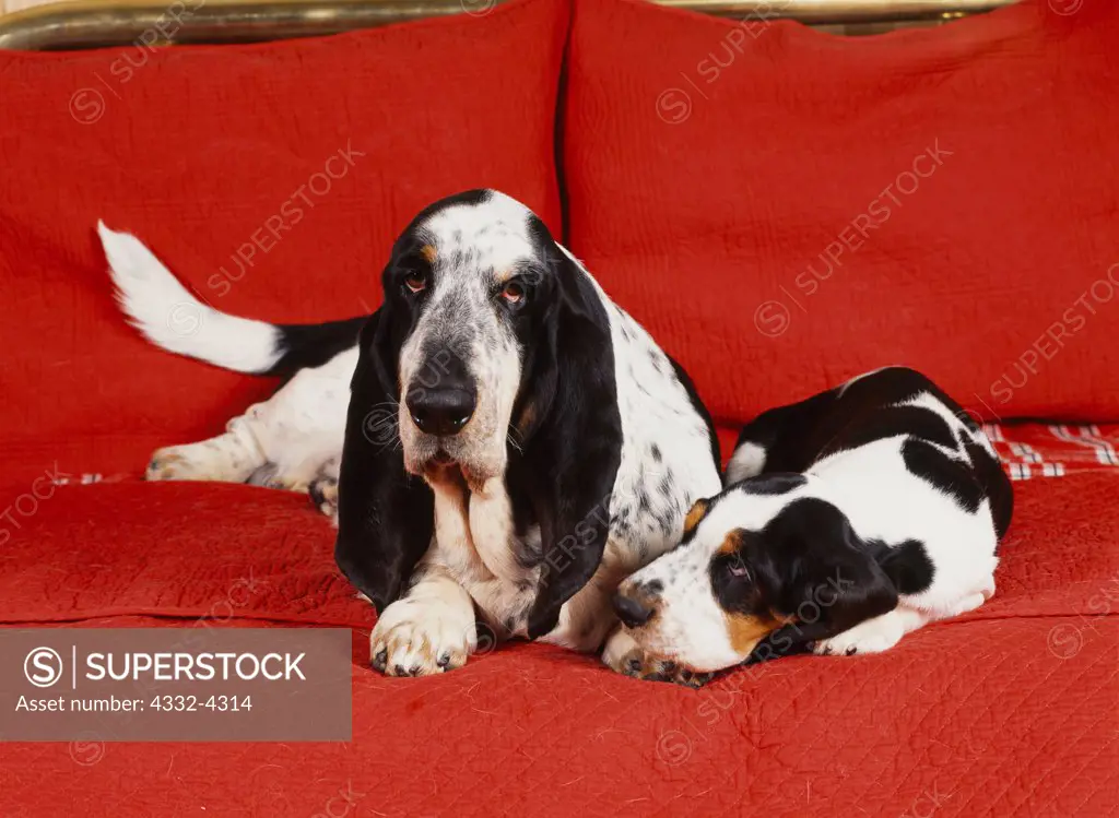 Basset Hounds, AKC, 2 1/2-year-old 'Expo' with 9-week-old puppy, photographed at Fred and Randi's Studio and owneed by Barbara Brandt of Anchorage, Alaska.  (PR)