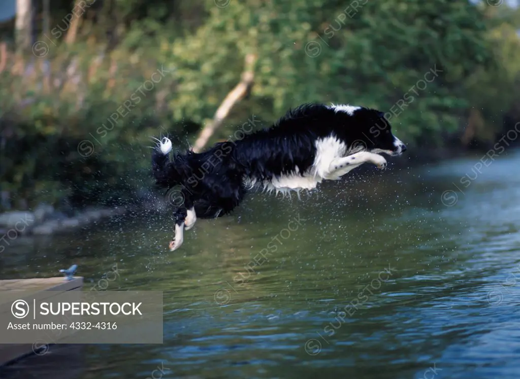 Border Collie, AKC, 2-year-old 'Jessie' photographed jumping into Cottonwood Lake and owned by Pamela Holen of Wasilla, Alaska.  (PR)