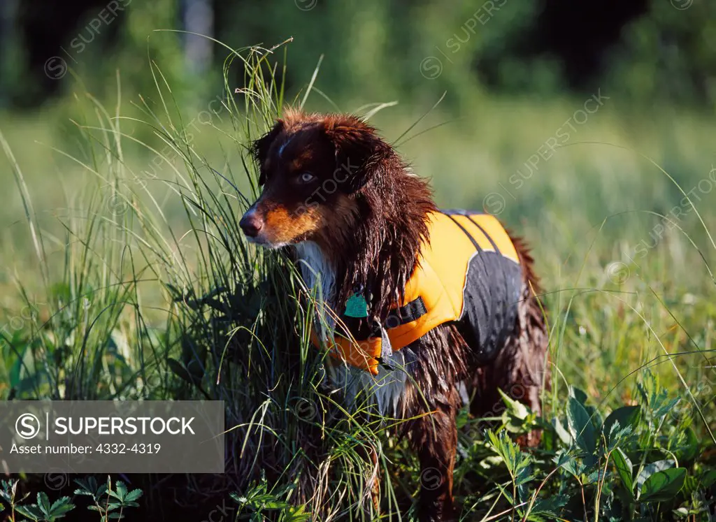 Australian Shepherd, AKC,  1-year-old 'Stony' photographed wearing dog life jacket along shore of Lake Lucille and owned by Fred and Randi Hirschmann of Wasilla, Alaska.
