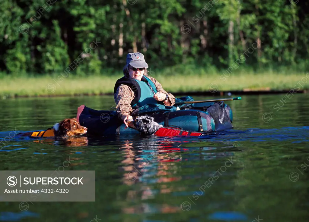 Australian Shepherds, AKC,  1-year-old 'Stony' and 6-year-old 'Mattie' photographed wearing dog life jackets and swimming in Lake Lucille with owner Randi Hirschmann in float tube, Wasilla, Alaska.