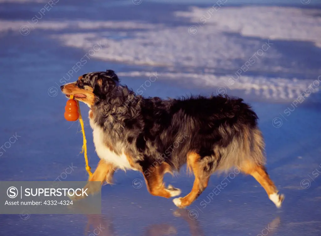 Australian Shepherd, AKC, 6 1/2-year-old 'Mattie' photographed at Lake Lucille and owned by Fred and Randi Hirschmann of Wasilla, Alaska.  (PR)