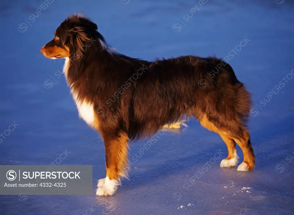 Australian Shepherd, AKC, 1 1/2-year-old 'Stony' photographed at Lake Lucille and owned by Fred and Randi Hirschmann of Wasilla, Alaska.  (PR)