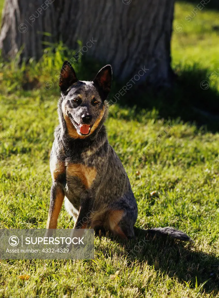 Australian Cattle Dog or Blue Heeler, AKC, 1-year-old 'Pepper' owned by Frank Loder of Independence California and photographed in the Grapevine Mountains, California.  (PR)
