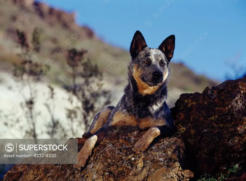 Australian Cattle Dog or Blue Heeler, AKC, 1-year-old 'Pepper' owned by Frank Loder of Independence, California and photographed in the Grapevine Mountains, California.  (PR)