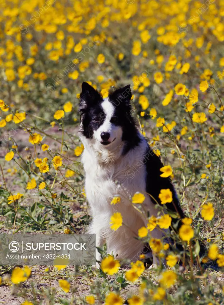 Border Collie, AKC, 4-year-old 'Hope' owned by Rose and Dave Rock of Santa Fe, New Mexico and photographed in field of Desert Gold near Ashford Mills, California.  (PR)