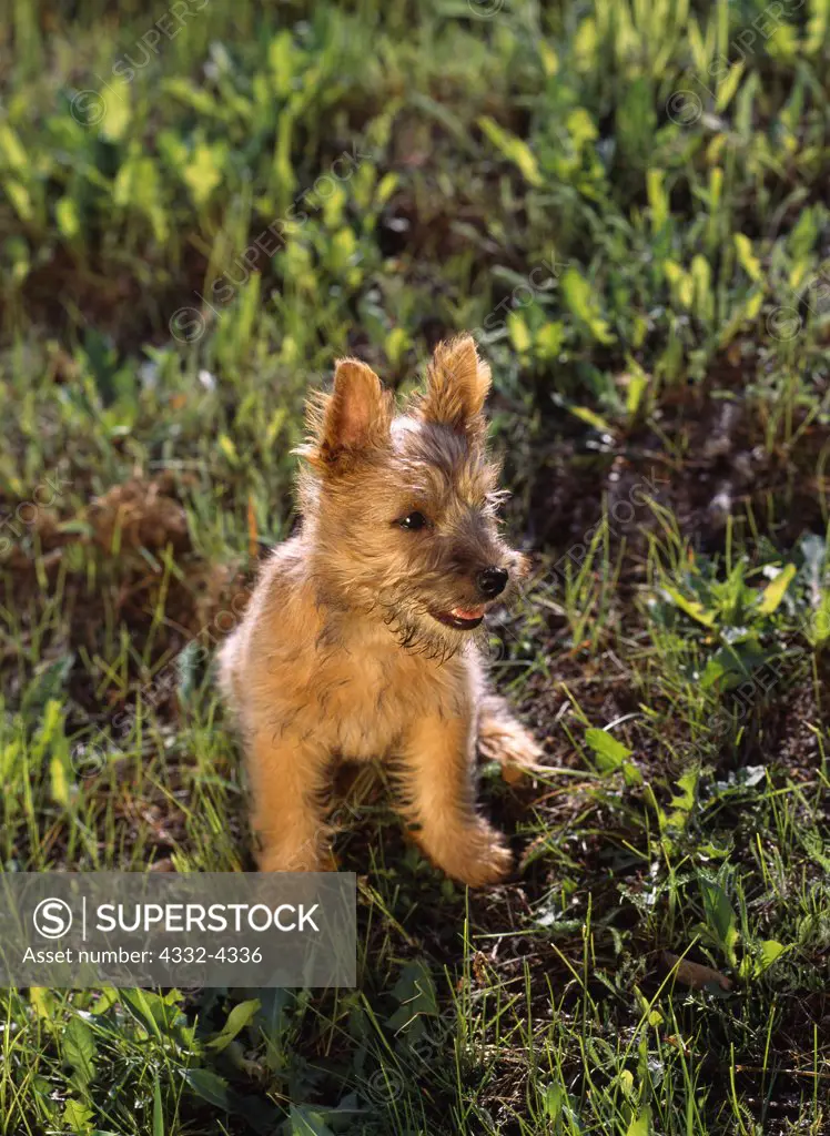 Cairn Terrier, AKC, 13-week-old 'Molly' owned by Linda Johnson of Fairbanks, Aalska and photographed in Fairbanks, Alaska.
