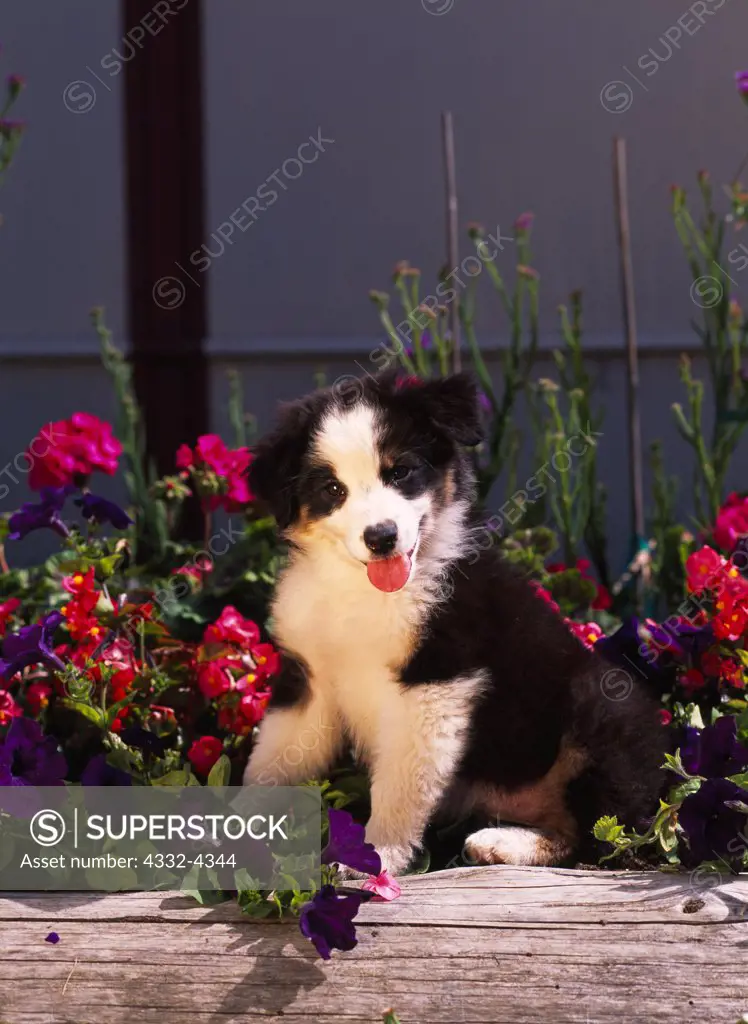 Australian Shepherd puppy, AKC, 9-week-old 'Breeze' photographed in Anchorage, Alaska and owned by Katherine Brooks of Soldotna, Alaska.
