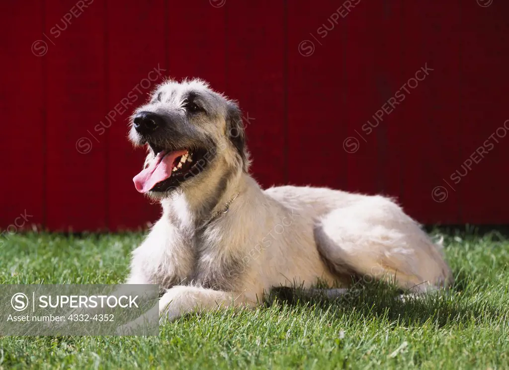 Irish Wolfhound, AKC, 10-month-old 'Laug' photographed in Fairbanks, Alaska and owned by Vicky Palmer of Wasilla, Alaska.