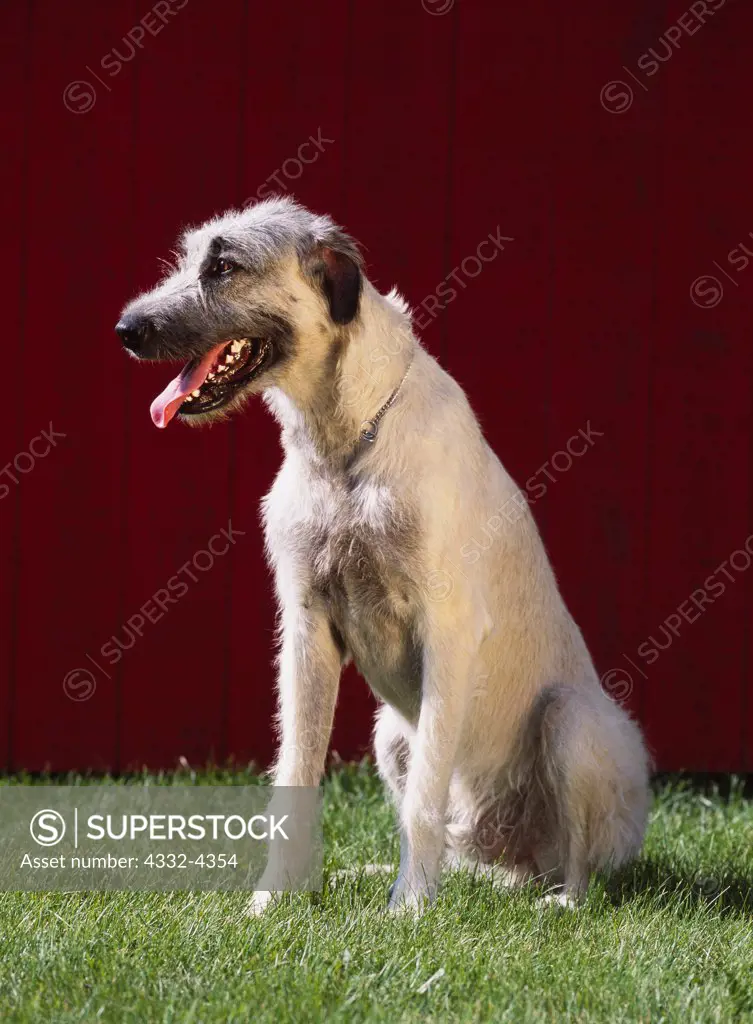 Irish Wolfhound, AKC, 10-month-old 'Laug' photographed in Fairbanks, Alaska and owned by Vicky Palmer of Wasilla, Alaska.