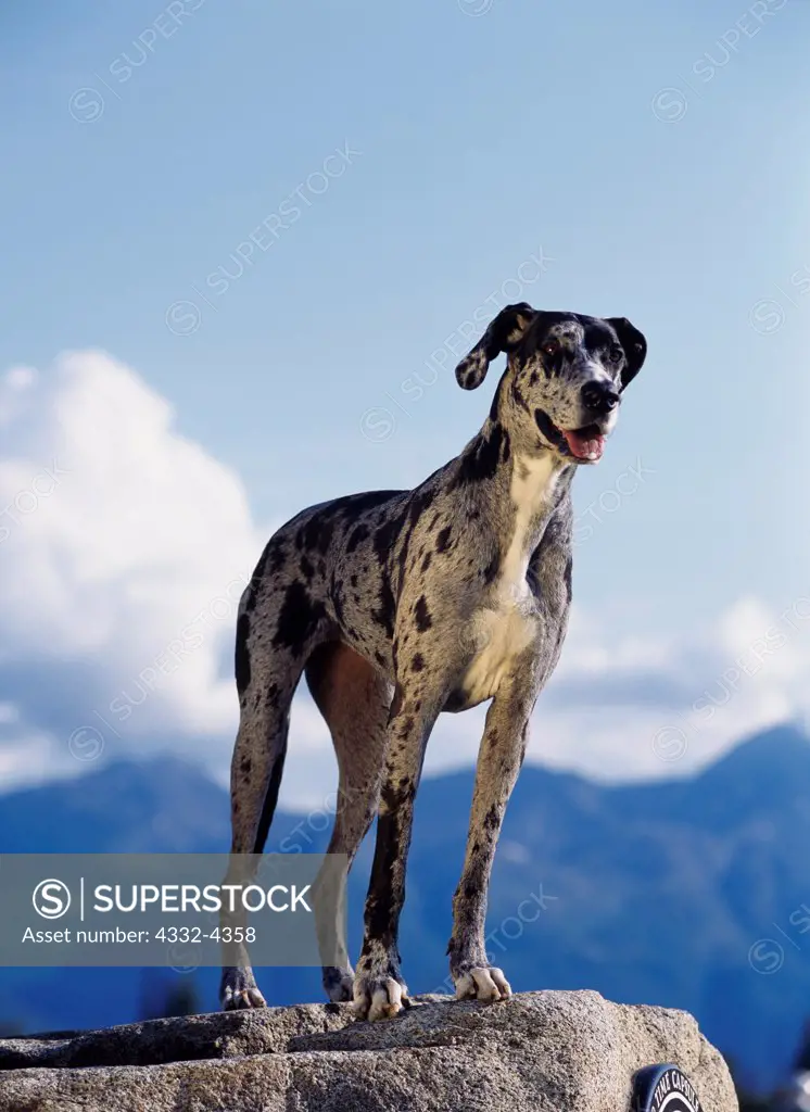 Great Dane, AKC, 4-year-old 'Jade' photographed in Palmer, Alaska and owned by Erika Gotschall of Anchorage, Alaska.  (PR)