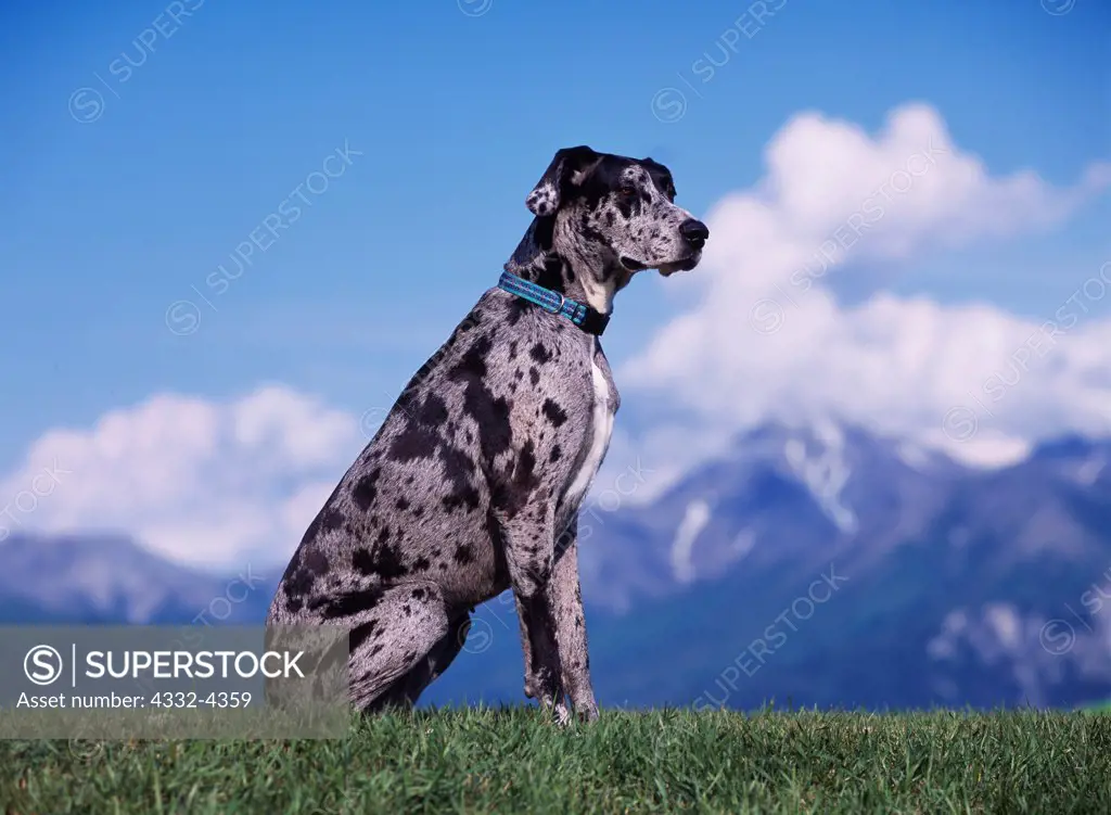Great Dane, AKC, 4-year-old 'Jade' photographed in Palmer, Alaska and owned by Erika Gotschall of Anchorage, Alaska.