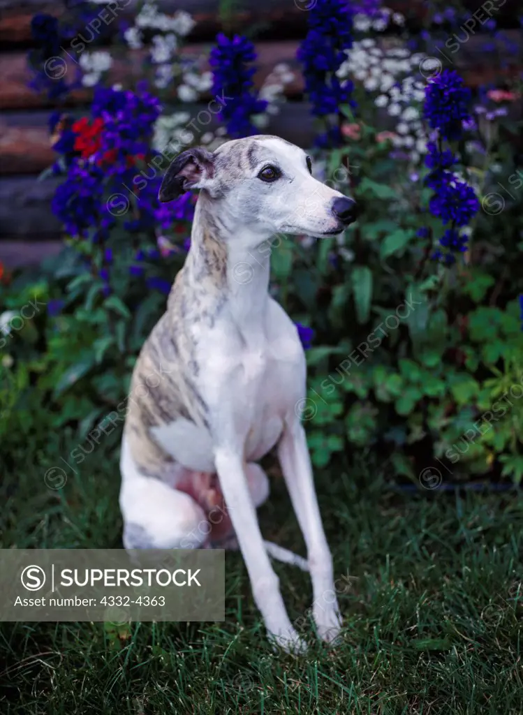 Whippet, AKC, seven-year-old male, 'Risky,' owned by Renee Clayton and photographed in Palmer, Alaska.