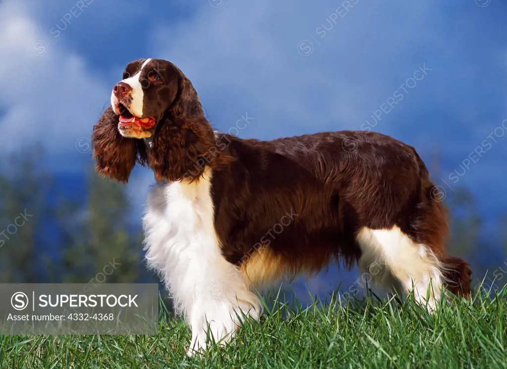 English Springer Spaniel, AKC, 2-year-old 'Sabine' photographed in Palmer, Alaska and owned by Susan Petry of Anchorage, Alaska.
